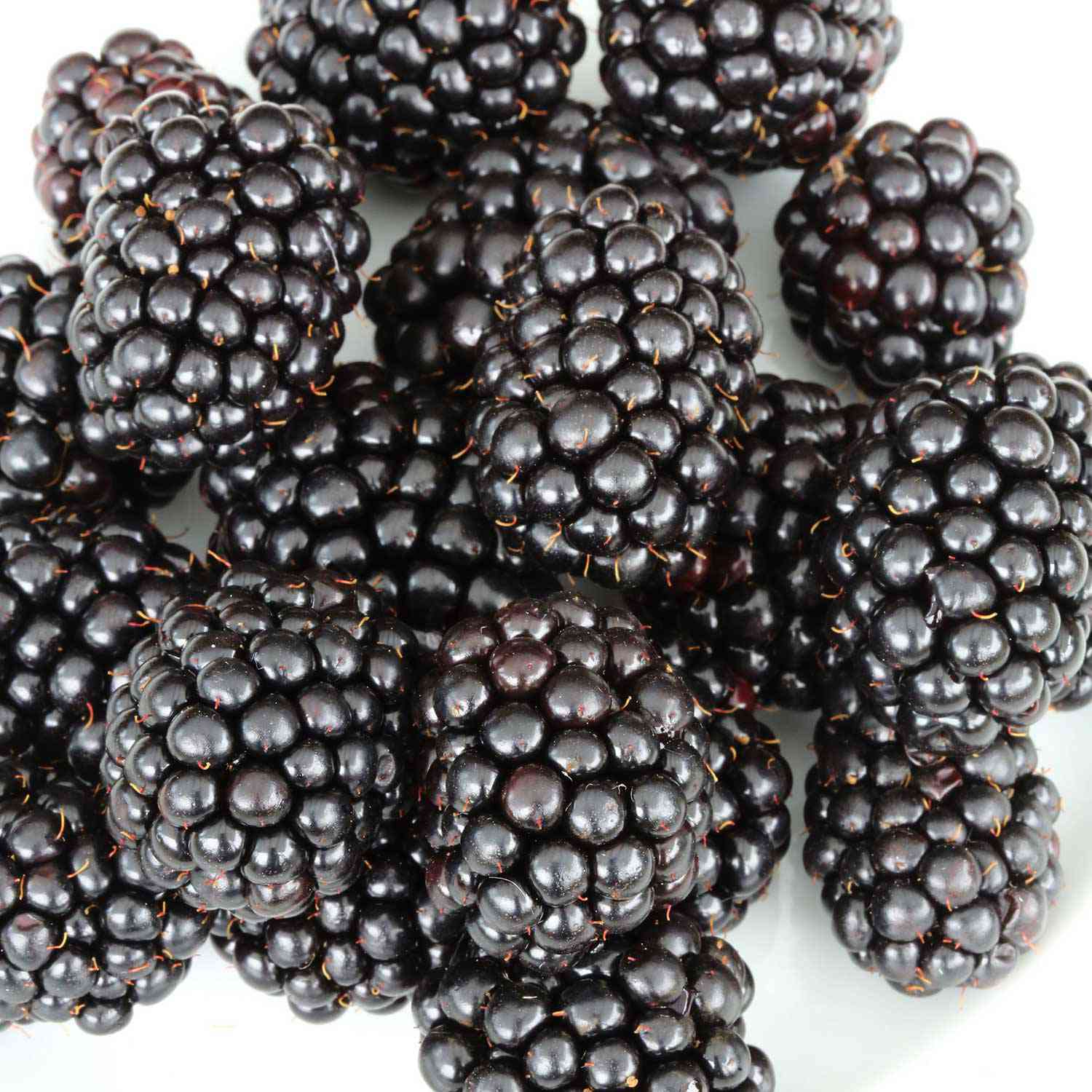 Dornenlose Brombeere 'Black Satin'