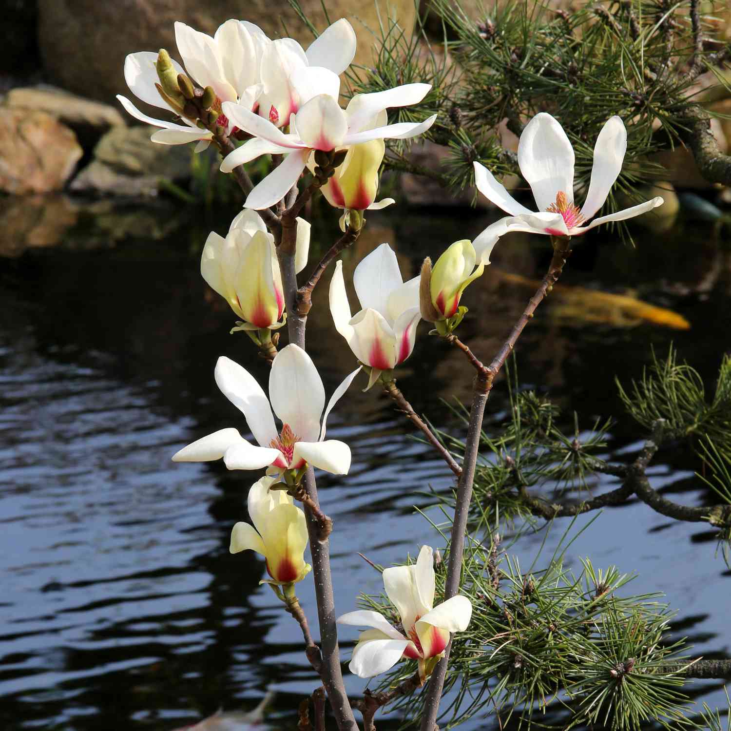 Magnolie 'Sunrise®'