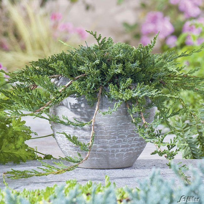 Teppich-Wacholder 'Wiltonii' Liefergröße: 20 - 25 cm breit