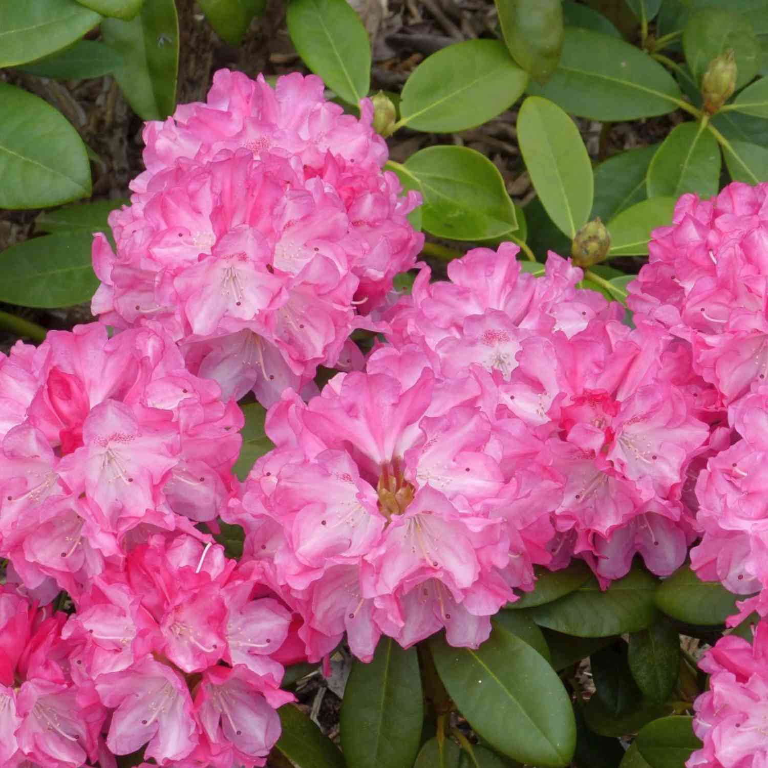 Ball-Rhododendron 'Fantastica' Ball-Rhododendron 'Fantastica'