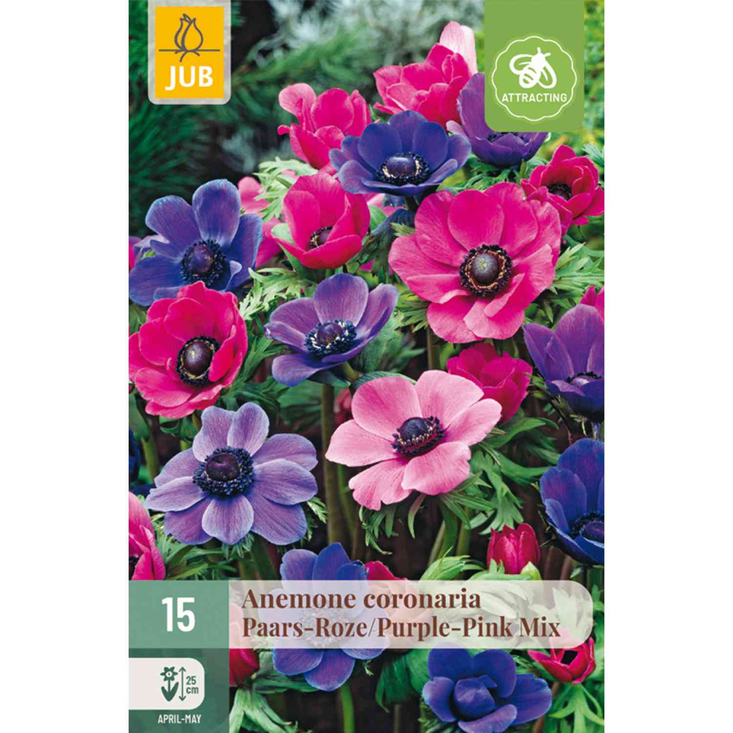 Garten-Anemonen Mischung 'Purpur-Rosa' - 15 Stück