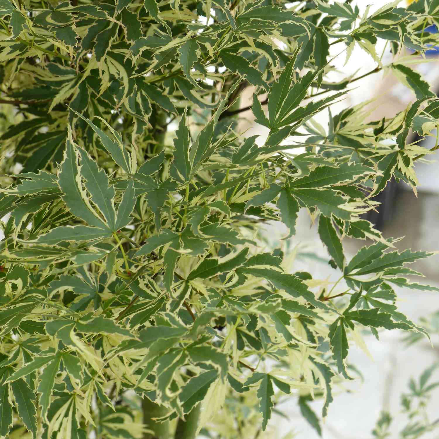 Fächerahorn 'Firecracker'