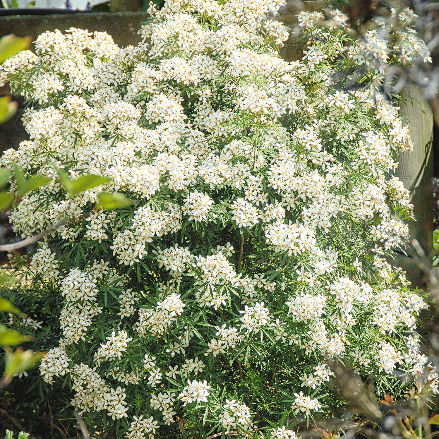 Orangenblume 'White Dazzler' Liefergröße: 30 - 40 cm