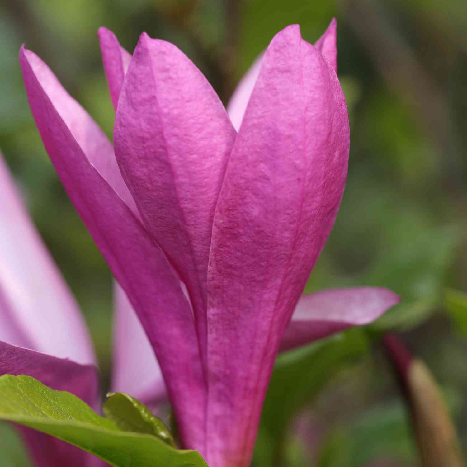 Purpurmagnolie 'Susan'