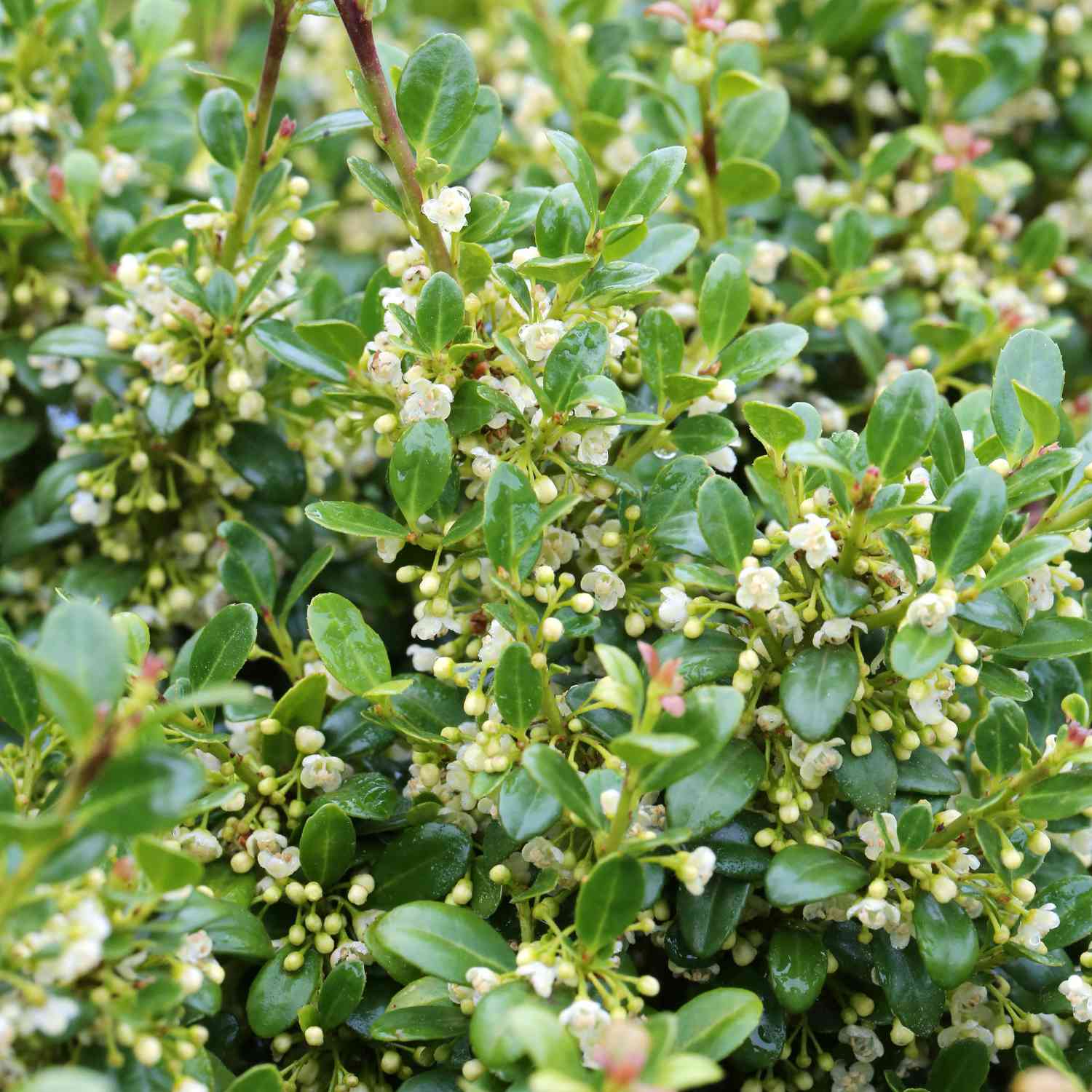 Ilex 'Dark Green®'