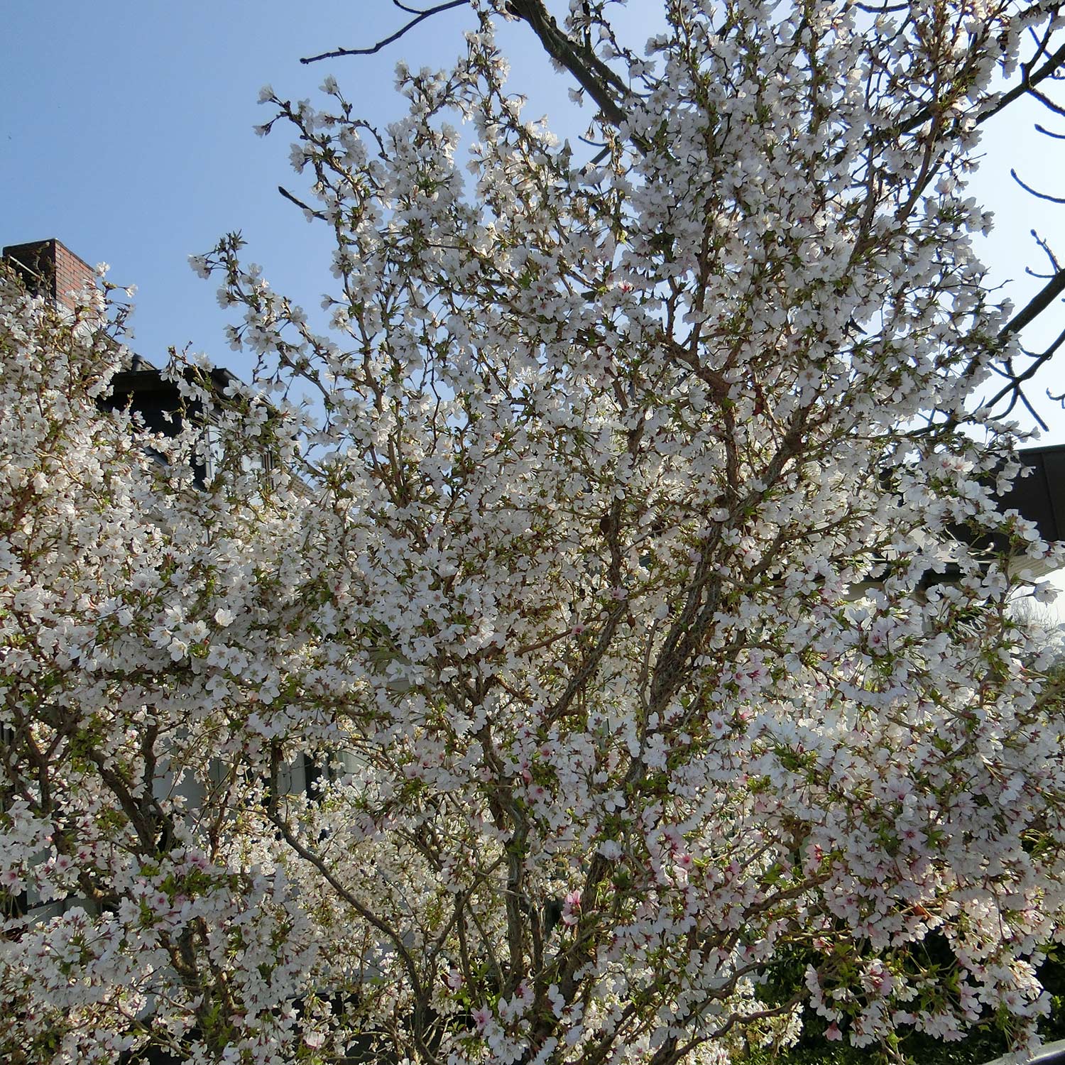 Geschlitzte Kirsche 'Kojou-no-mai'