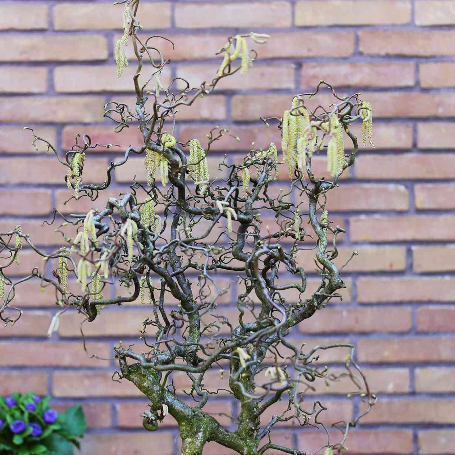 Korkenzieher-Hasel 'Schlangenast' Kleine Gartenforscher