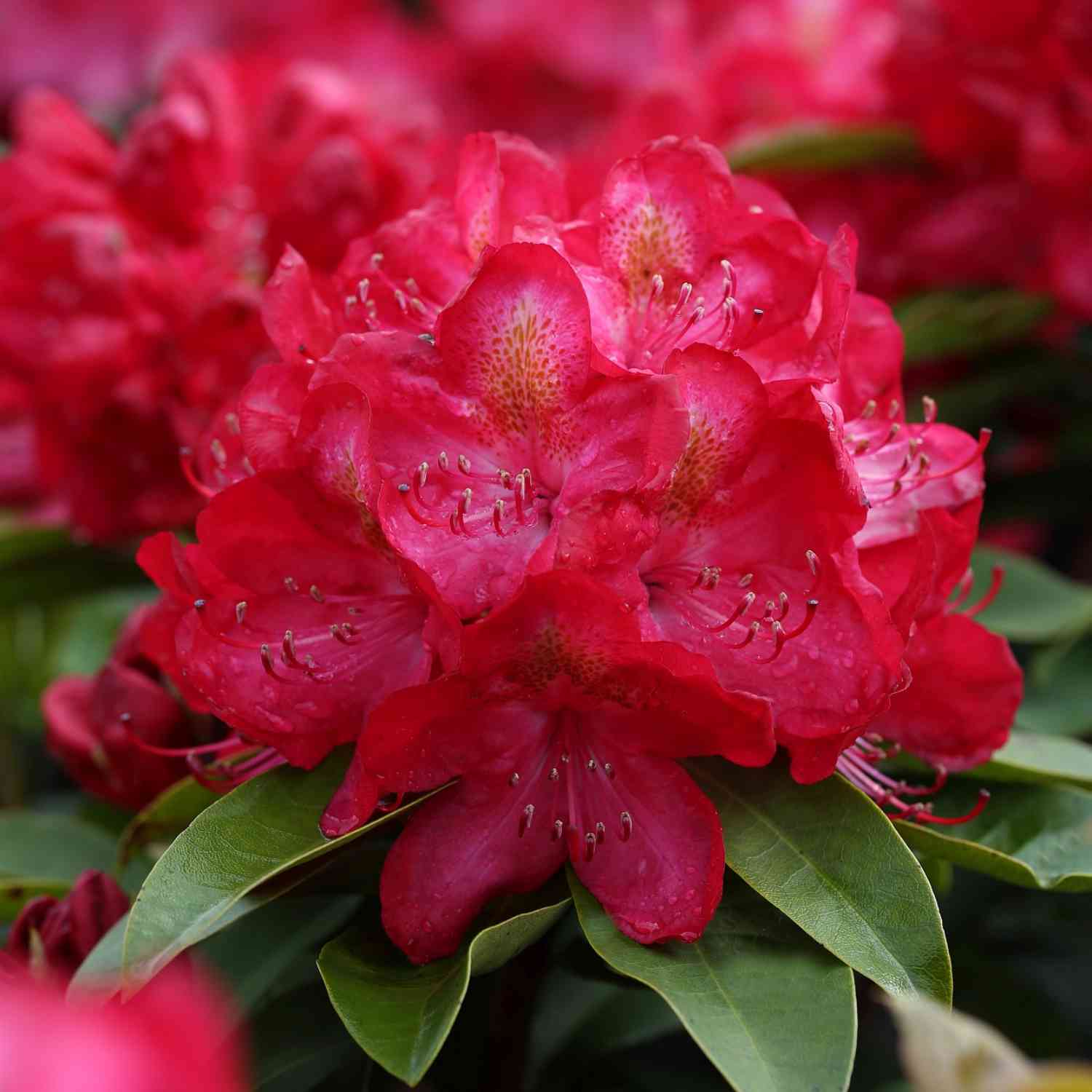 Rhododendron 'Junifeuer' - Easydendron®