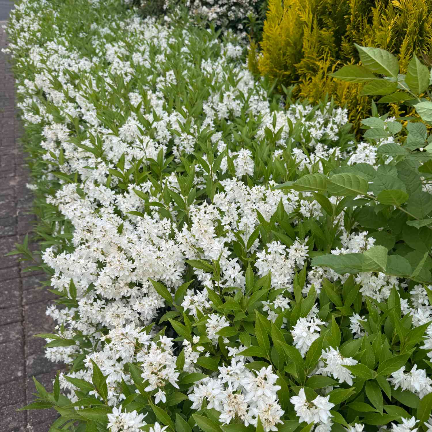 Maiblumenstrauch - Deutzie