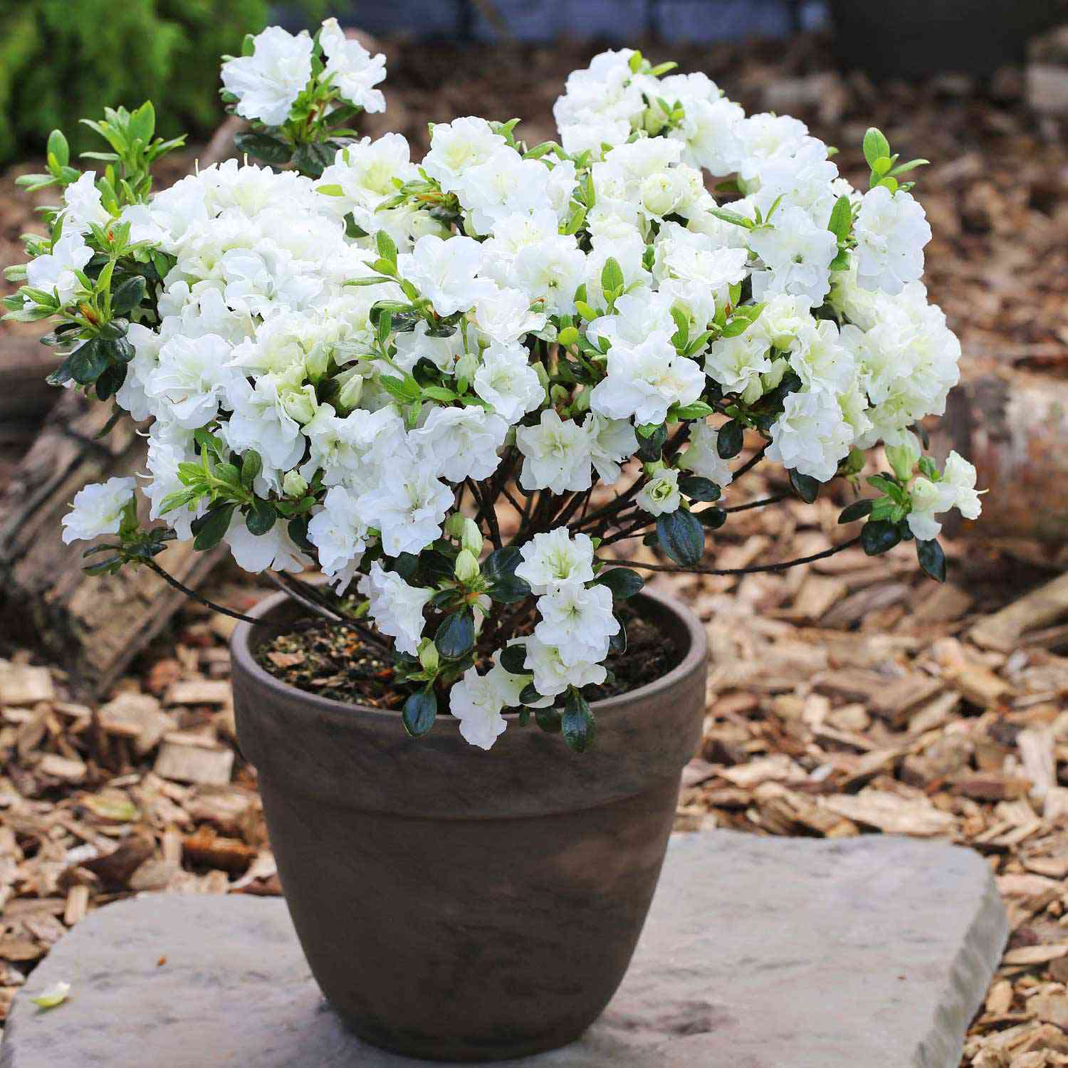 Japanische Azalee 'Schneeperle'