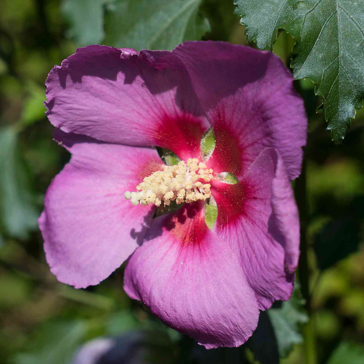 Hibiskus 'Big Hibiskiss®'
