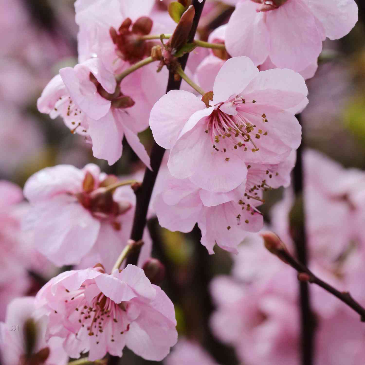 Blutpflaume gefüllte Blüten