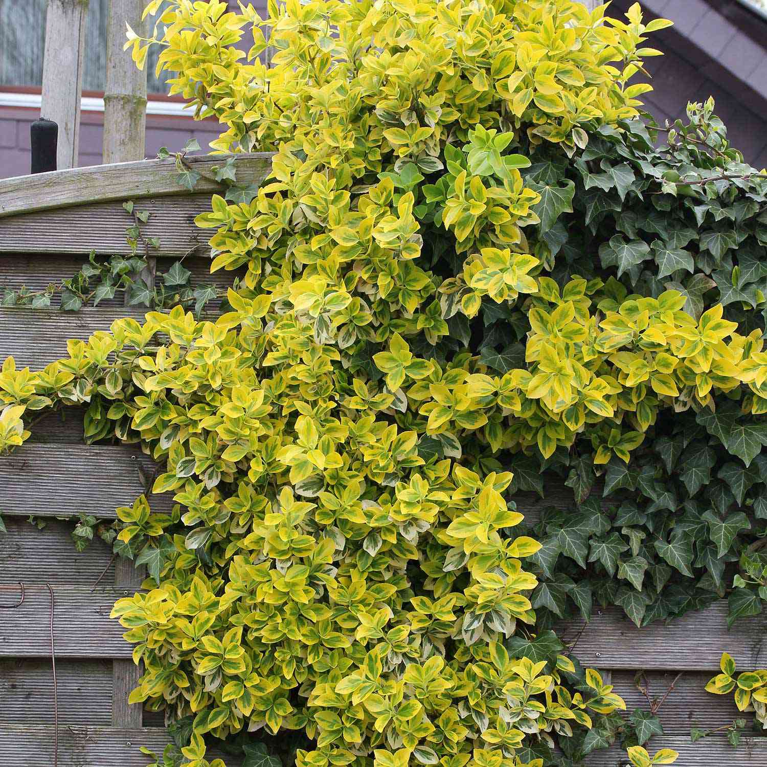 Kriechspindel 'Emerald´n Gold' auf Stamm