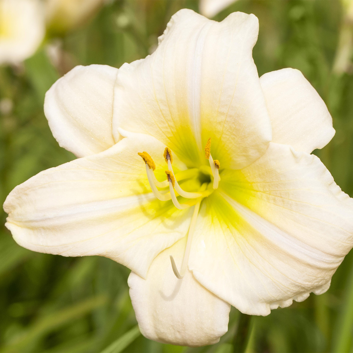 Großblumige Taglilie 'Arctic Snow' Lieferform: Im Topf