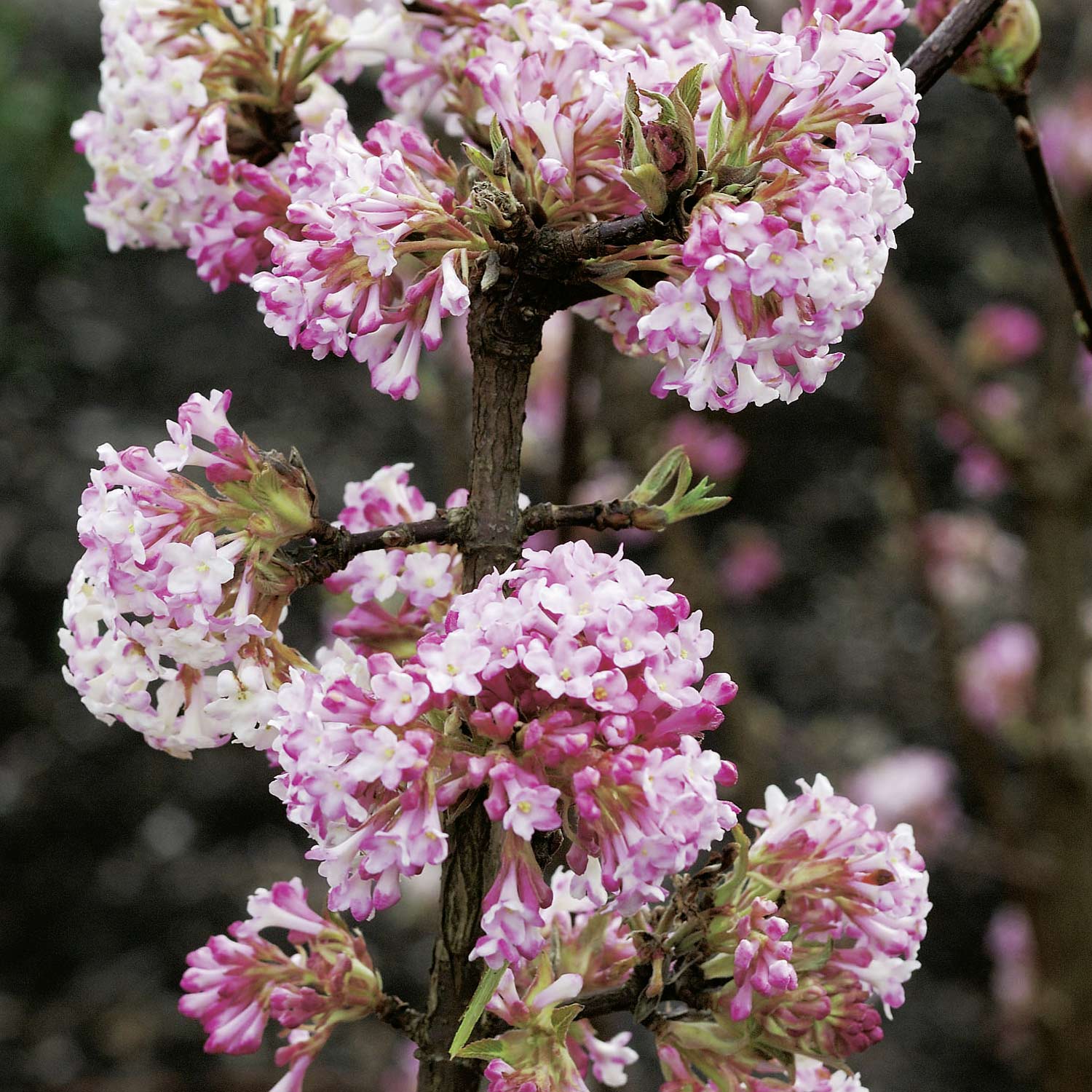 Winterschneeball 'Charles Lamont' Winterschneeball 'Charles Lamont'