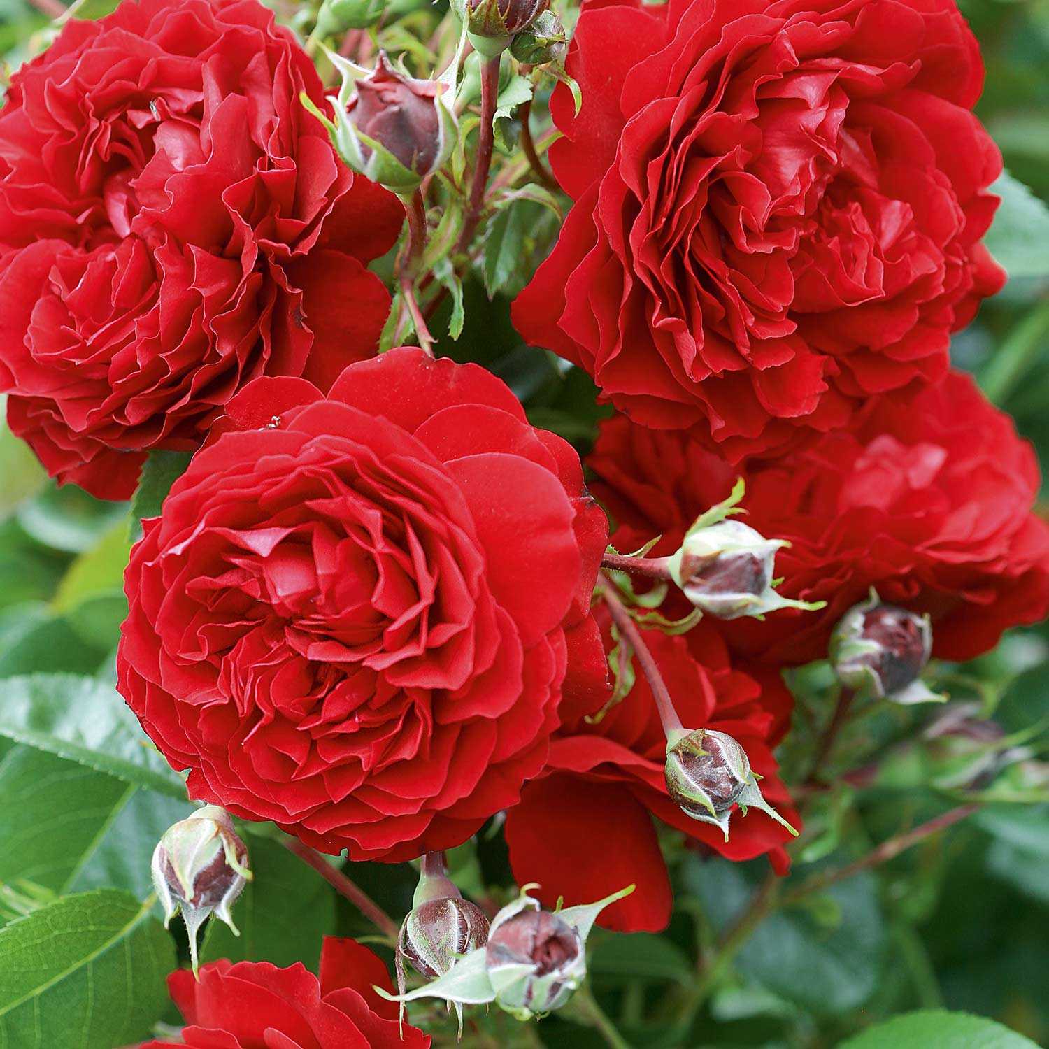 Kletterrose 'Belkanto®', 5 Liter, 3 starke Triebe, A-Qualität Liefergröße: mindestens 3 starke Triebe