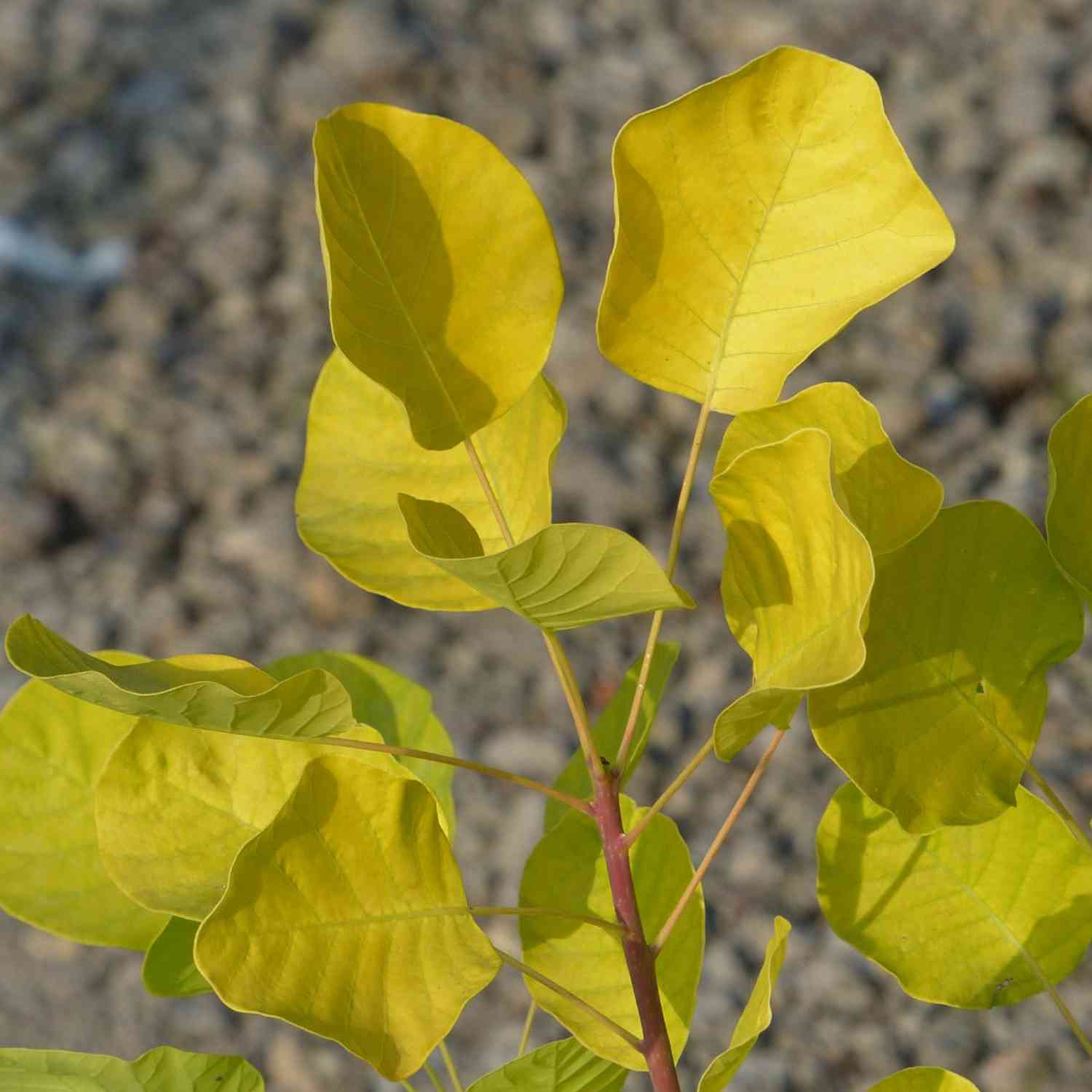 Perückenstrauch 'Golden Spirit'