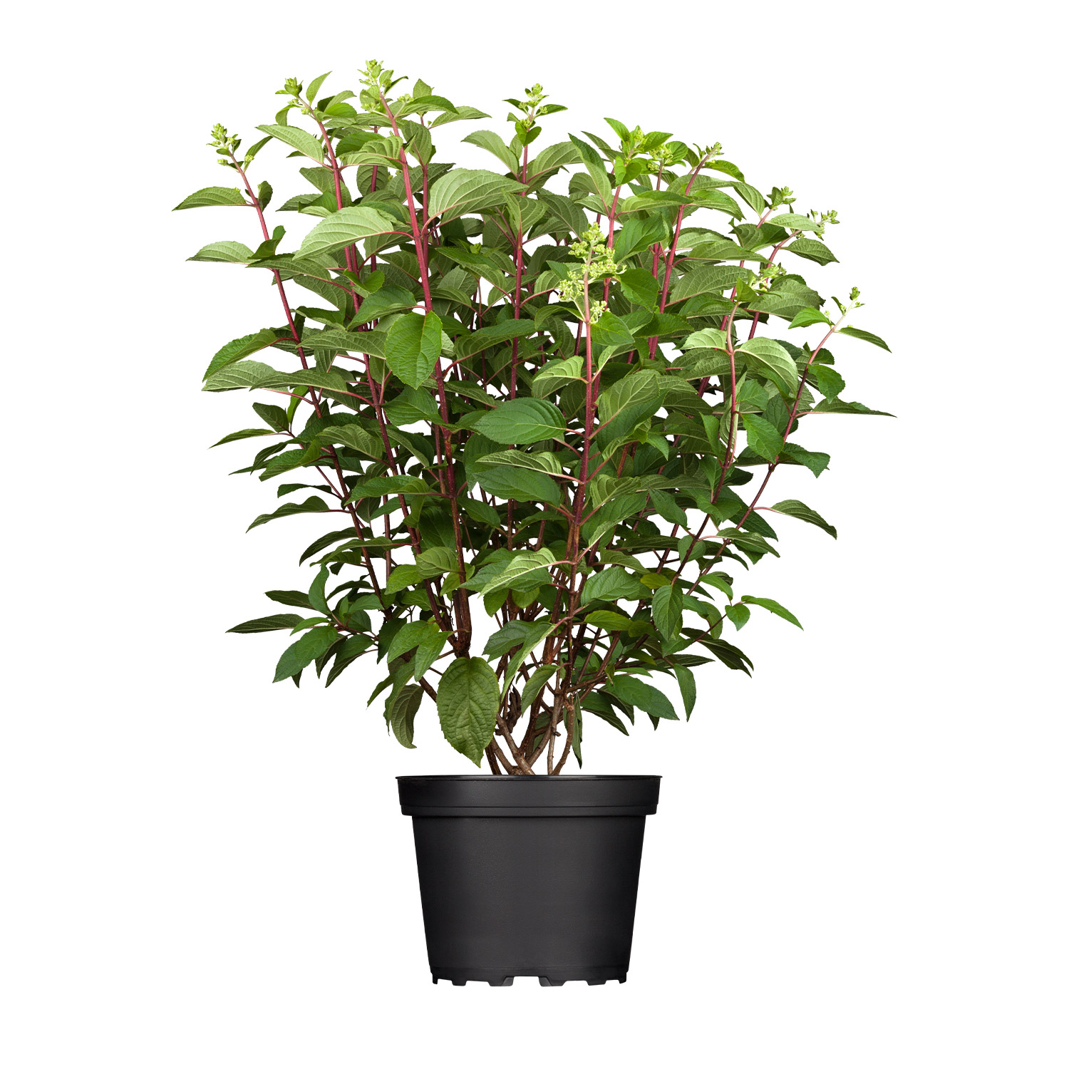 Rispenhortensie 'Pinky Winky®' Rispenhortensie 'Pinky Winky®'