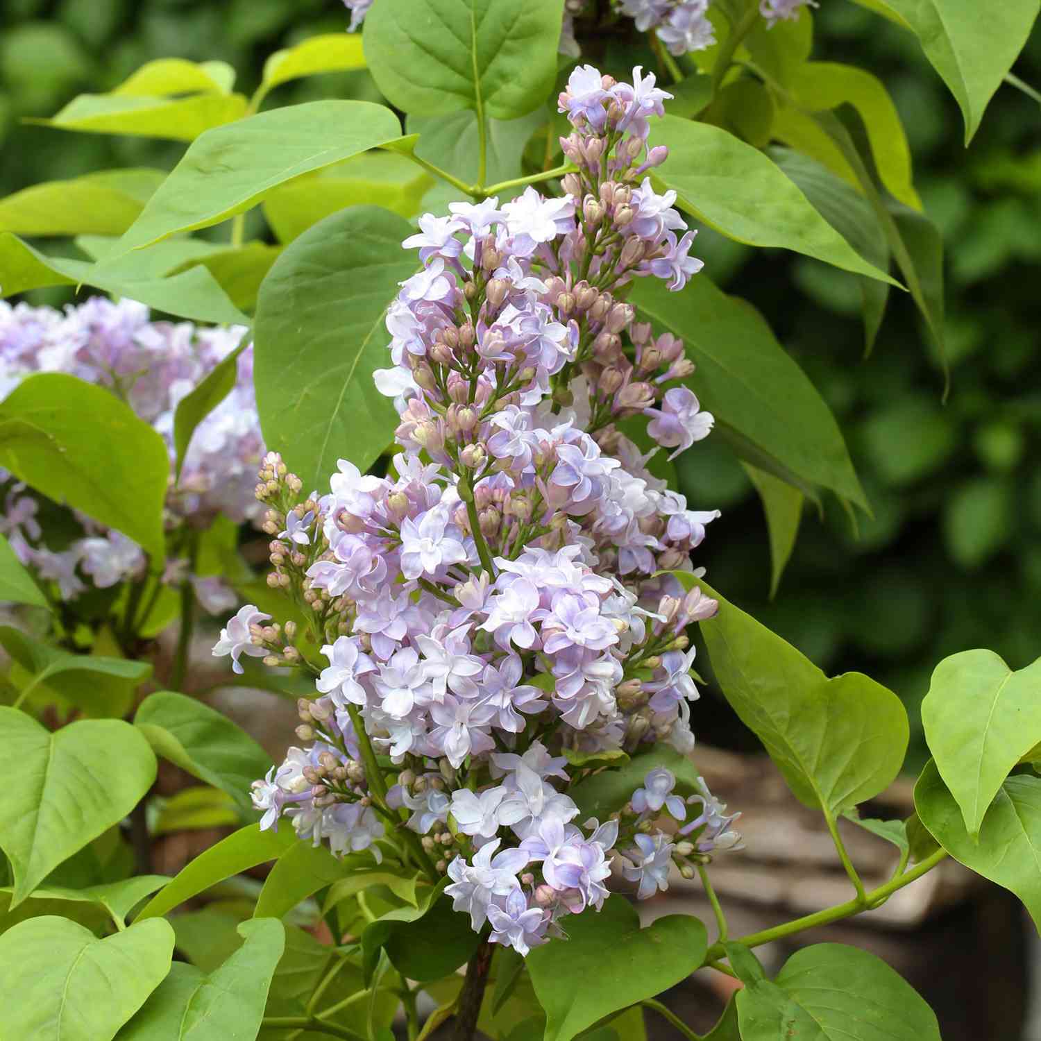 Edelflieder 'Nadezhda®'