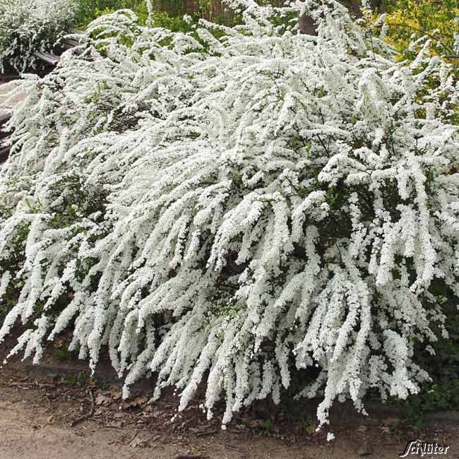 Kategorie <b>Blütensträucher und Ziergehölze </b> - Brautspiere/ Schneespiere im Container 60-100 cm Liefergröße: 60 - 100 cm - Spiraea arguta
