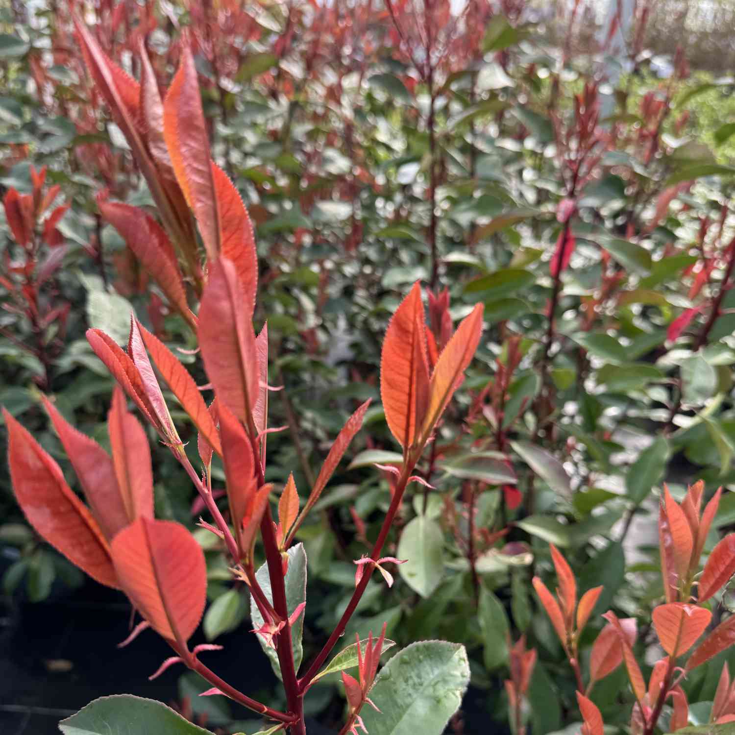 Rote Glanzmispel 'Red Robin' Rote Glanzmispel 'Red Robin'