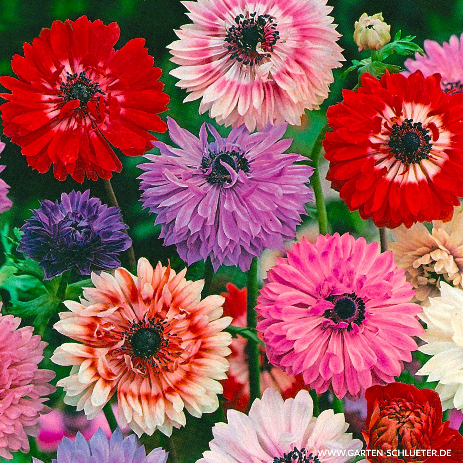 Garten-Anemone 'St. Brigid' - Mischung - 15 Stück Liefergröße: Zwiebelgröße 6/7
