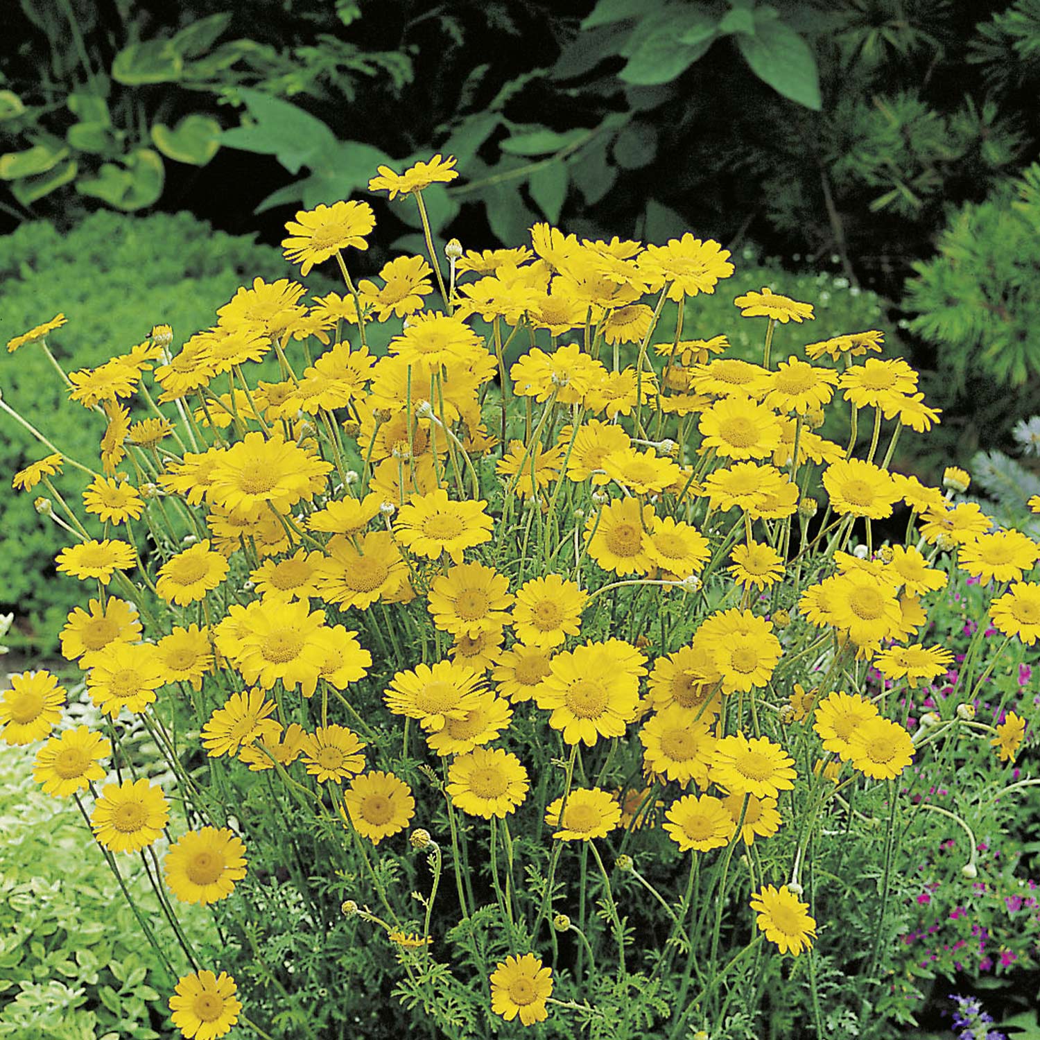Stauden - Färberkamille Lieferform: Im 9 cm Topf - Anthemis tinctoria 'Kelwayi'