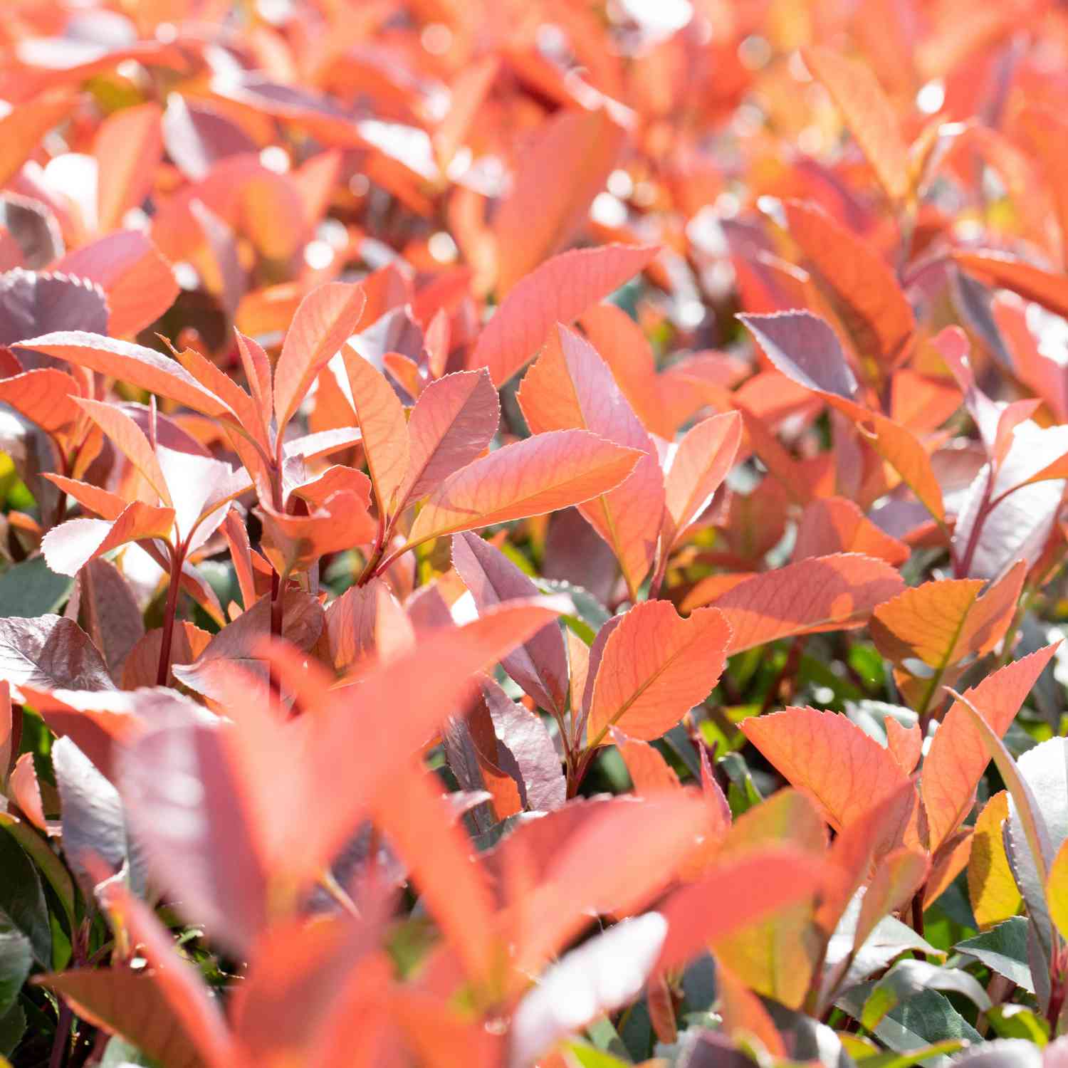 Rote Glanzmispel 'Red Robin' Rote Glanzmispel 'Red Robin'