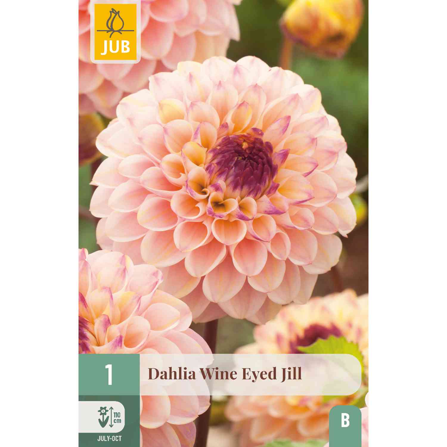 Balldahlie 'Wine Eyed Jill', 1 Stück