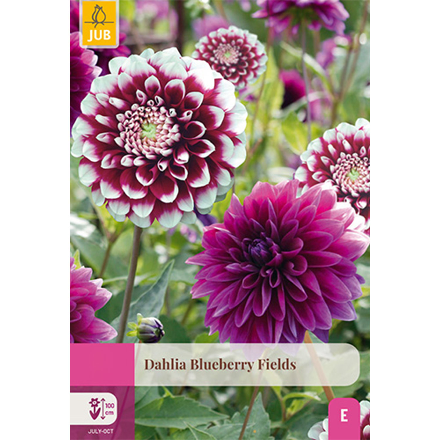 Dahlie 'Blueberry Fields' Mix