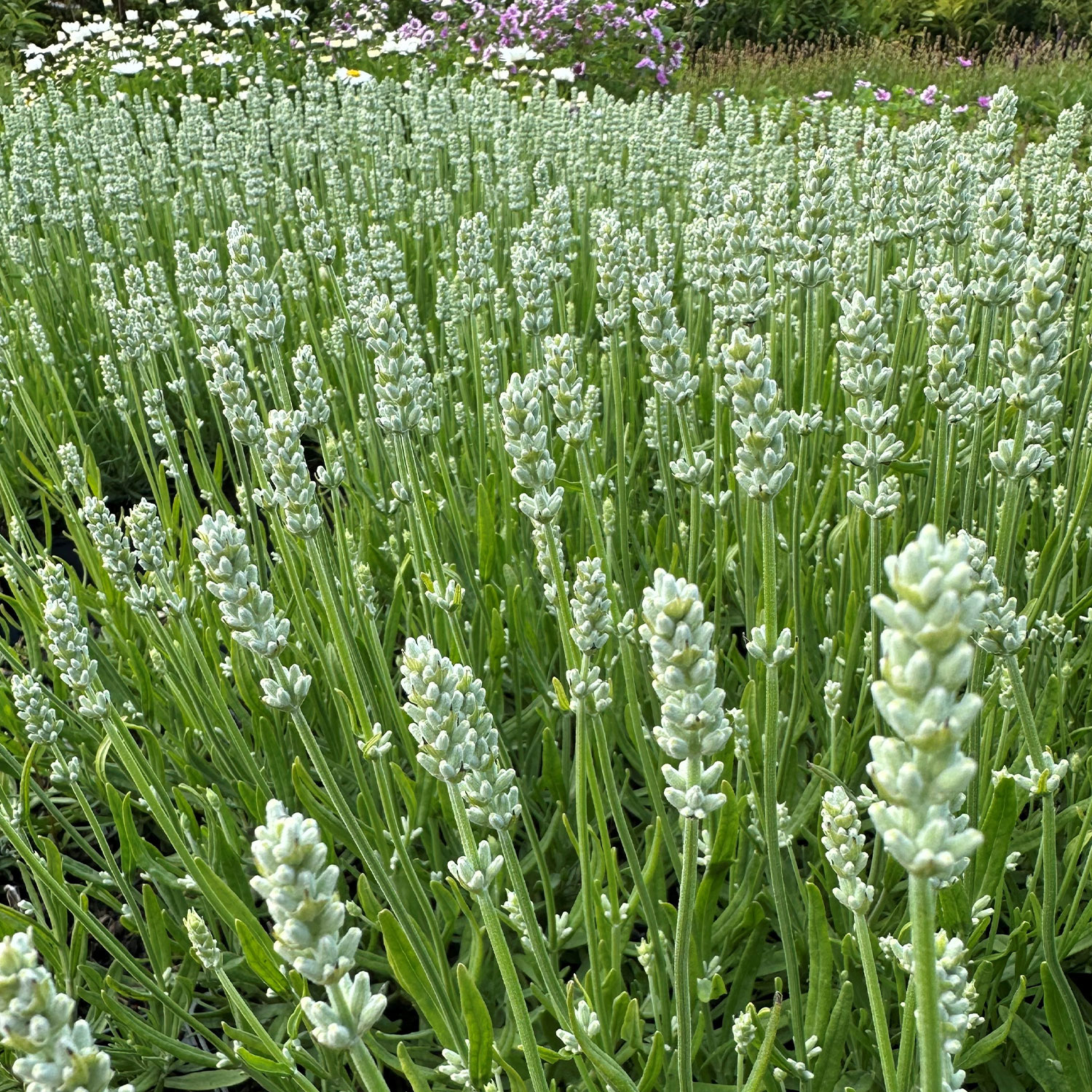 Weißer Lavendel 'White Summer' Lieferform: Im 9 cm Topf