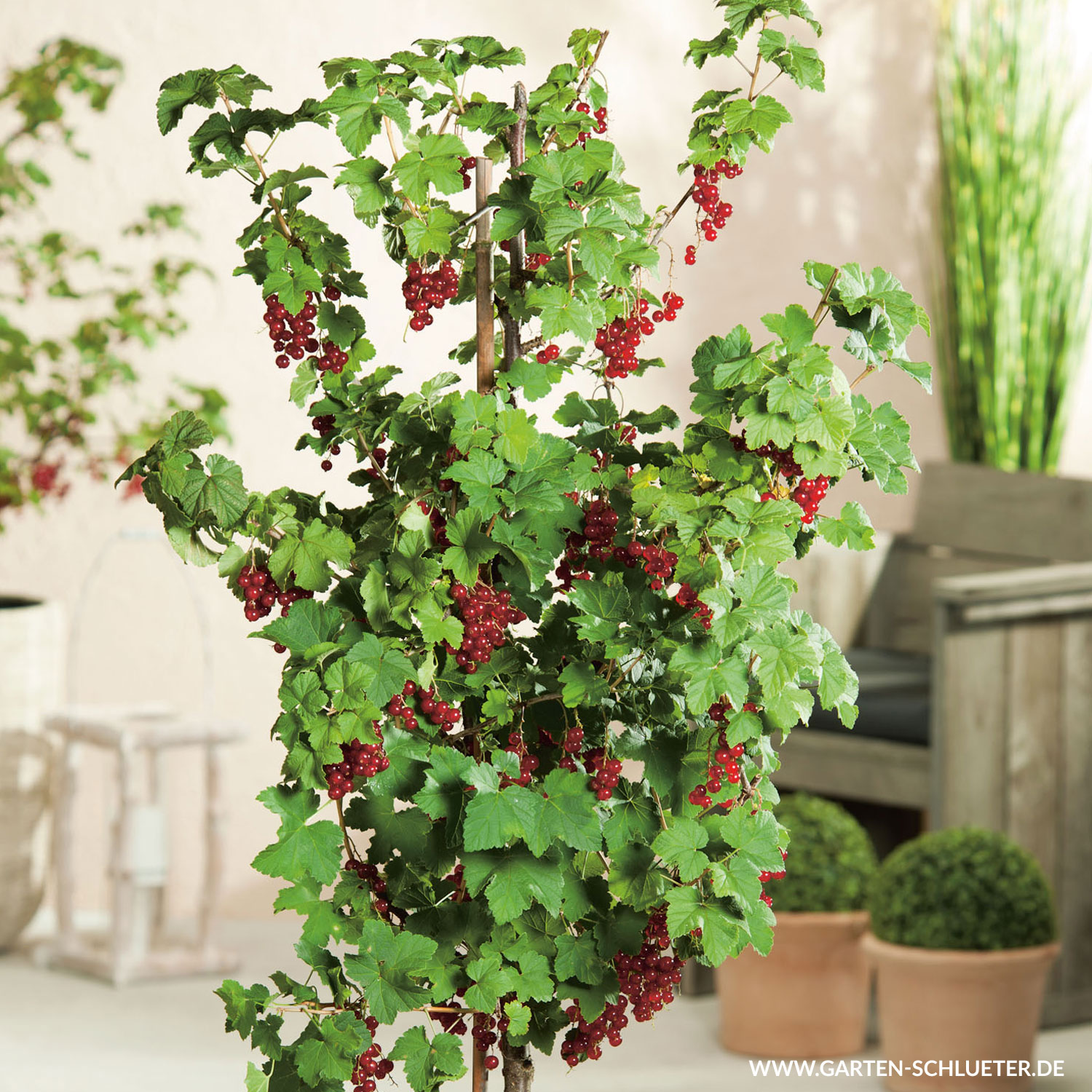 Rote Johannisbeere 'Rovada®'