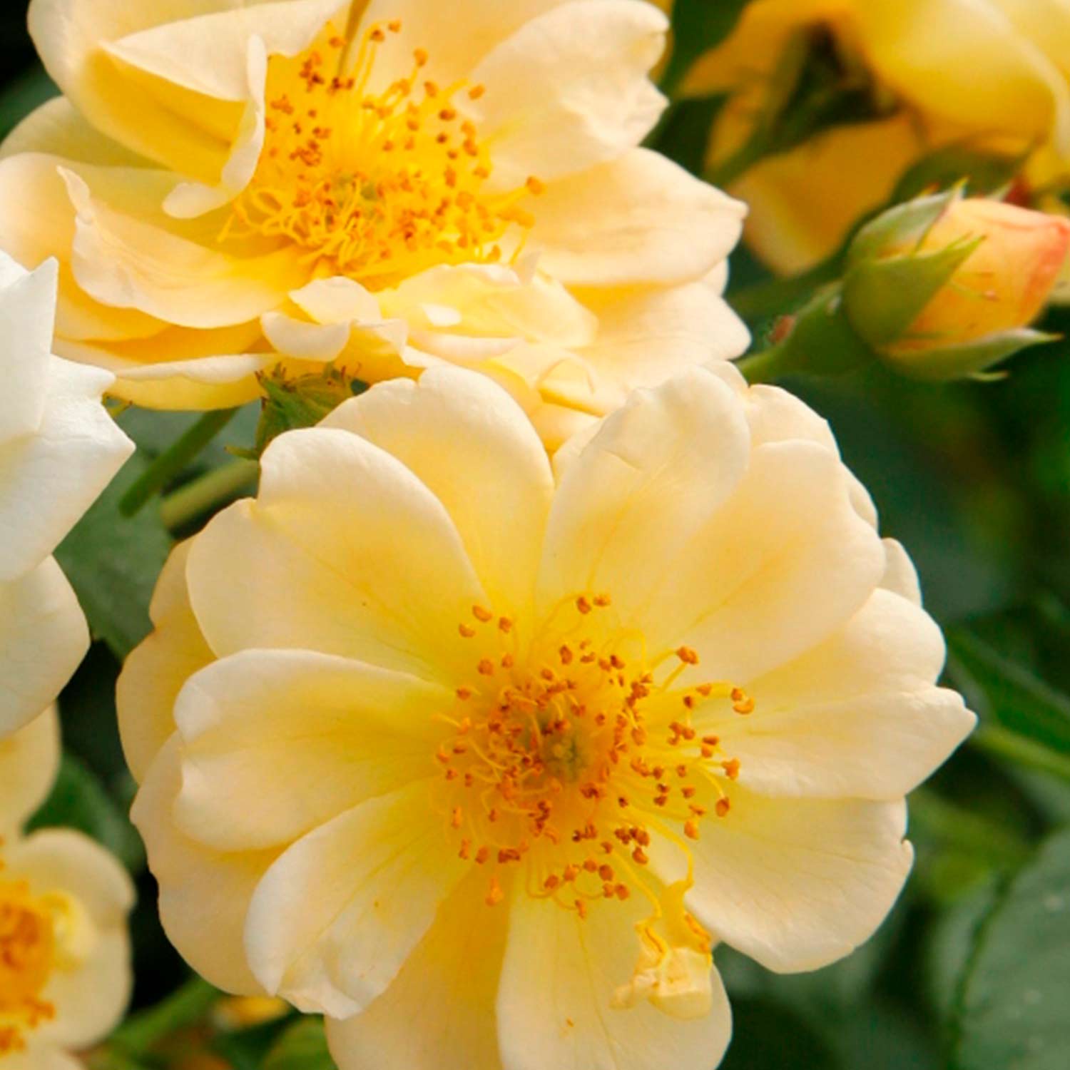 Kletterrose 'Sunny Siluetta®' Wz, 2 - 3 Triebe Lieferform: wurzelnackte Pflanze in A-Qualität, mindestens 2 Triebe