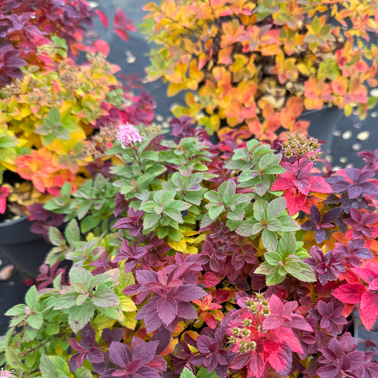 Zwerg-Spiere 'Little Princess'