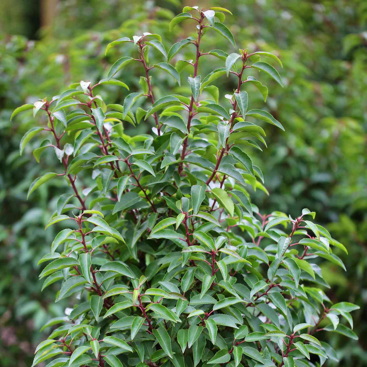Portugiesische Lorbeerkirsche / Schmalblättrige immergrüne Lorbeerkirsche 'Angustifolia'