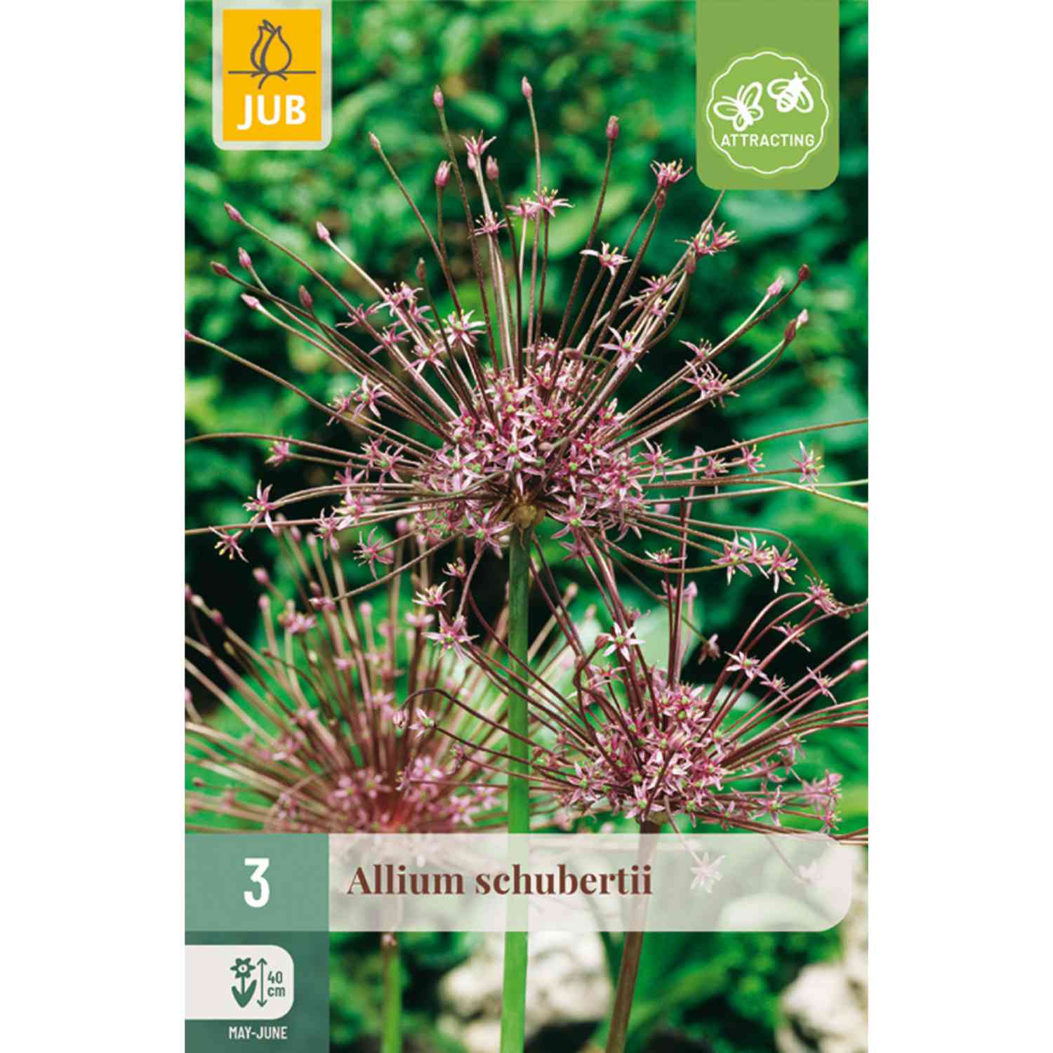 Allium 'Schubertii' (Igelkolbenlauch) - 3 Stück