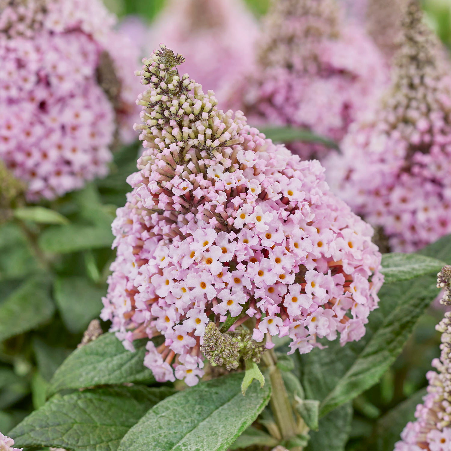 Zwerg-Sommerflieder 'Little Rockstars® Pink'