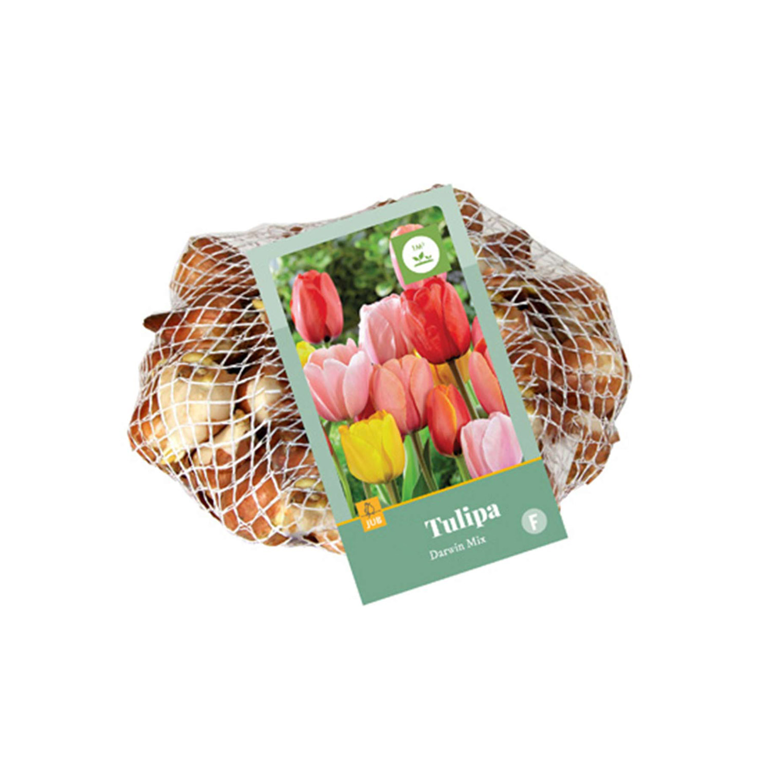 Tulpen Mischung 'Darwin-Hybrid Mix' - 40 Stück
