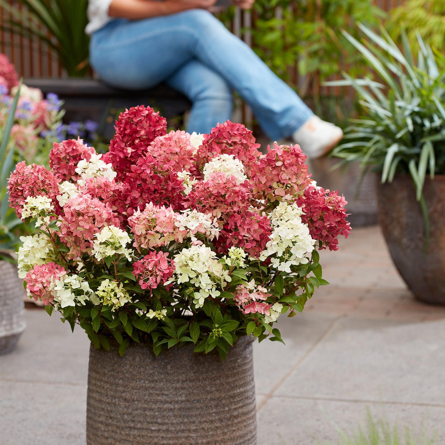 Zwerg-Rispenhortensie 'Groundbreaker® Ruby'