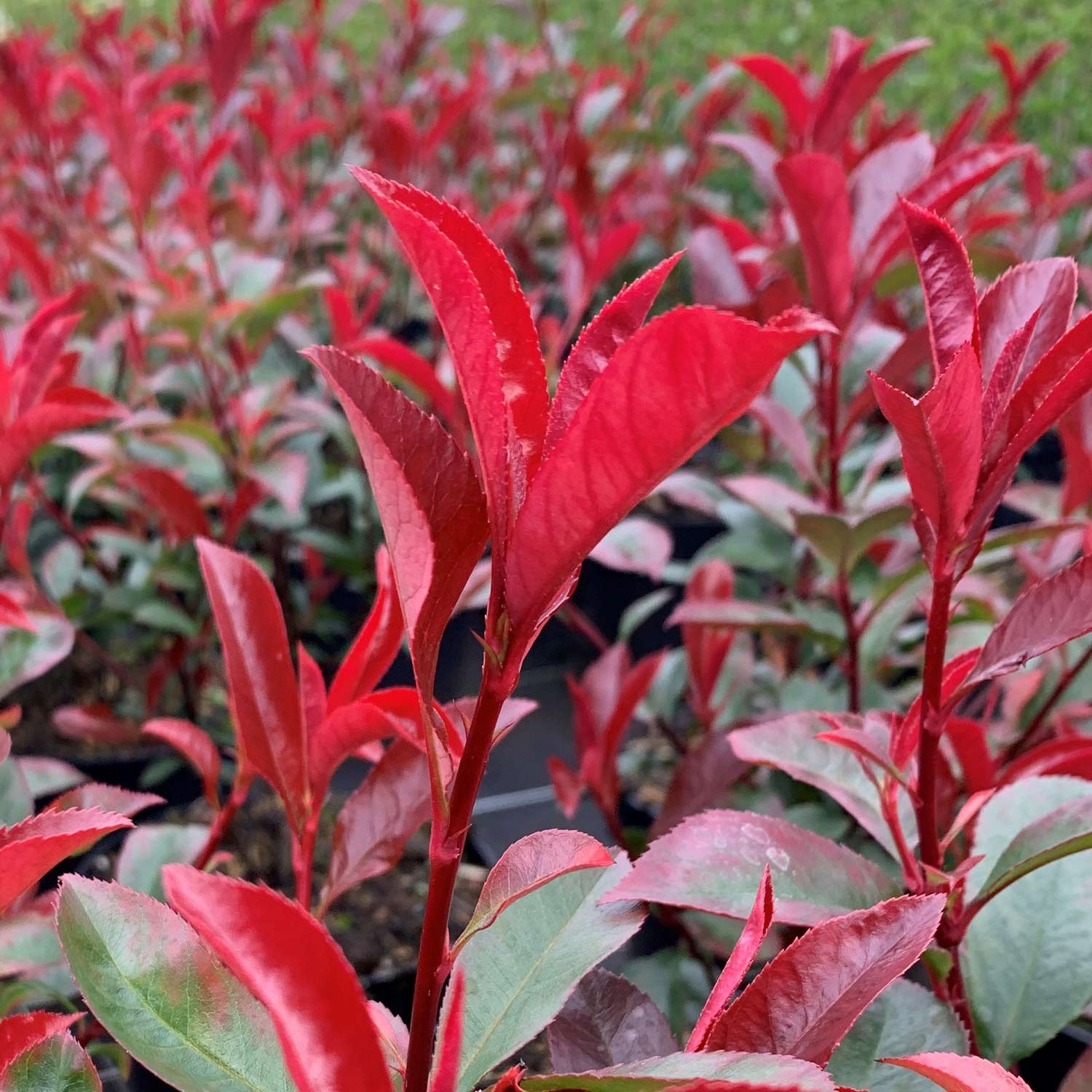 Glanzmispel 'Red Compact®' C5 80-100 Liefergröße: 80 - 100 cm
