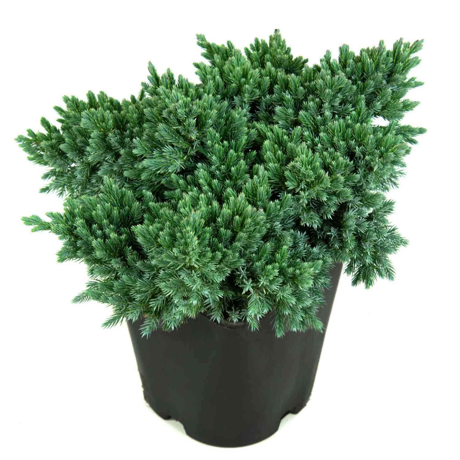 Blauer Zwerg-Wacholder 'Blue Star'