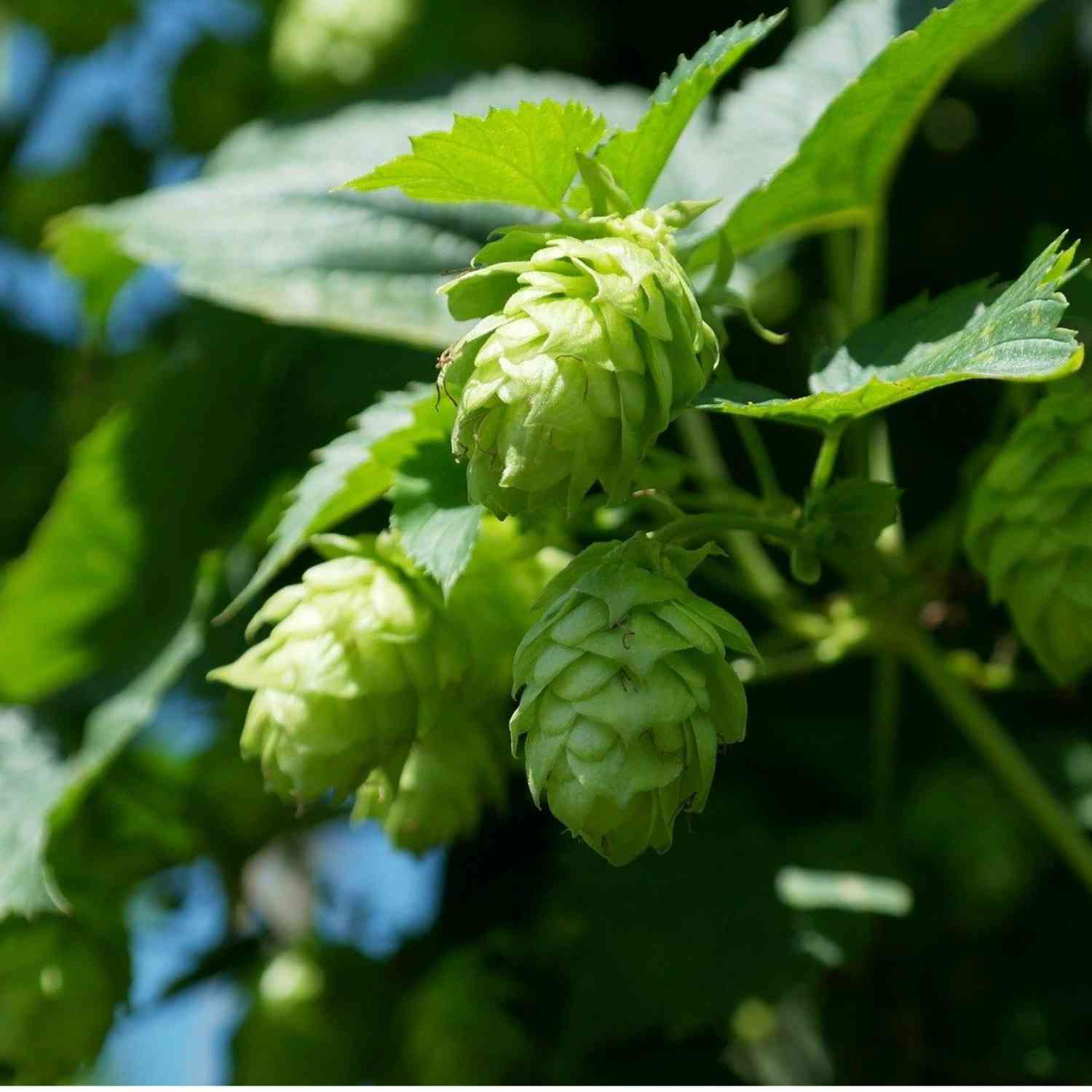 Echter Hopfen 'Hallertauer Tradition'