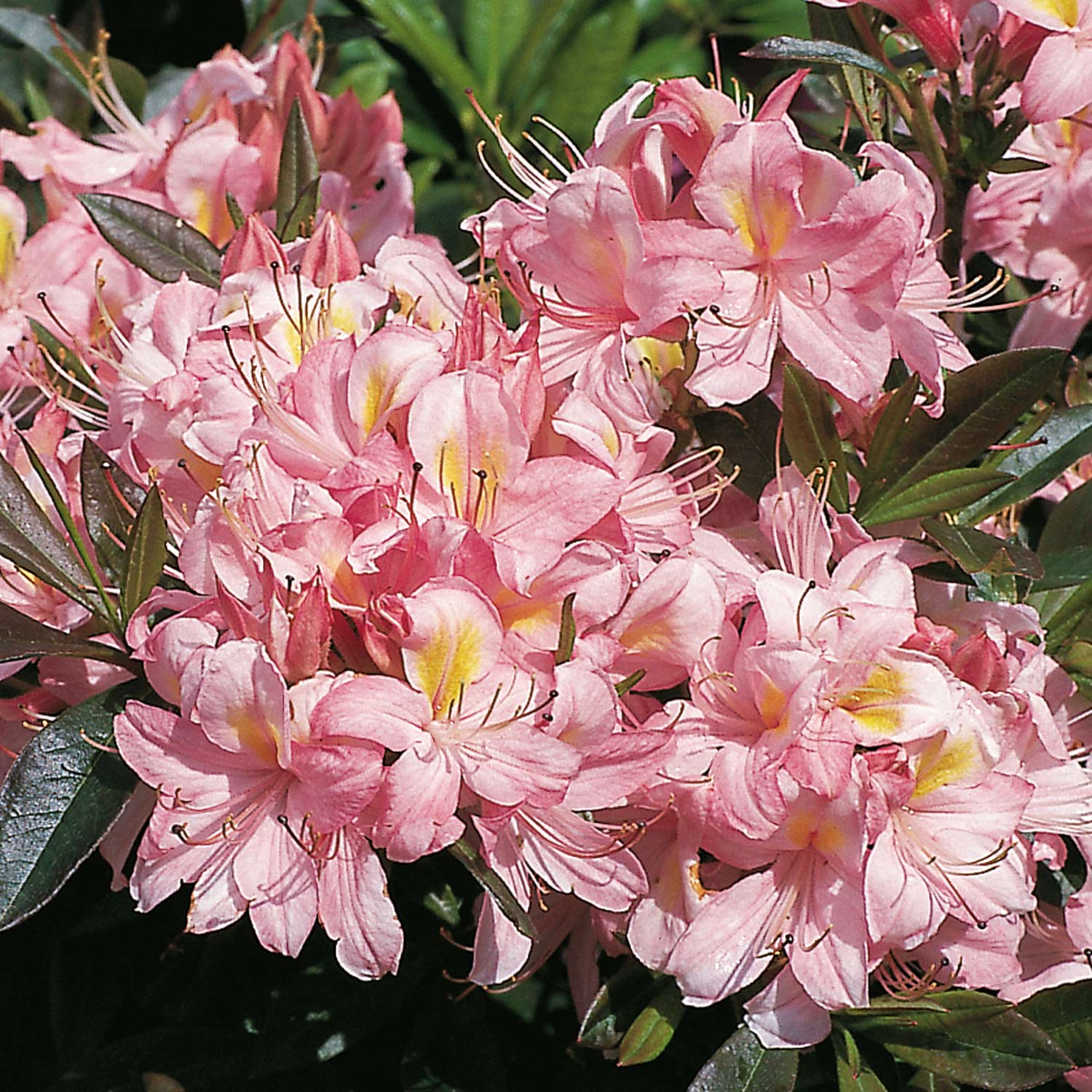 Duft-Azalee 'Juniduft', 5 Liter, 30 - 40 cm Liefergröße: 30-40 cm