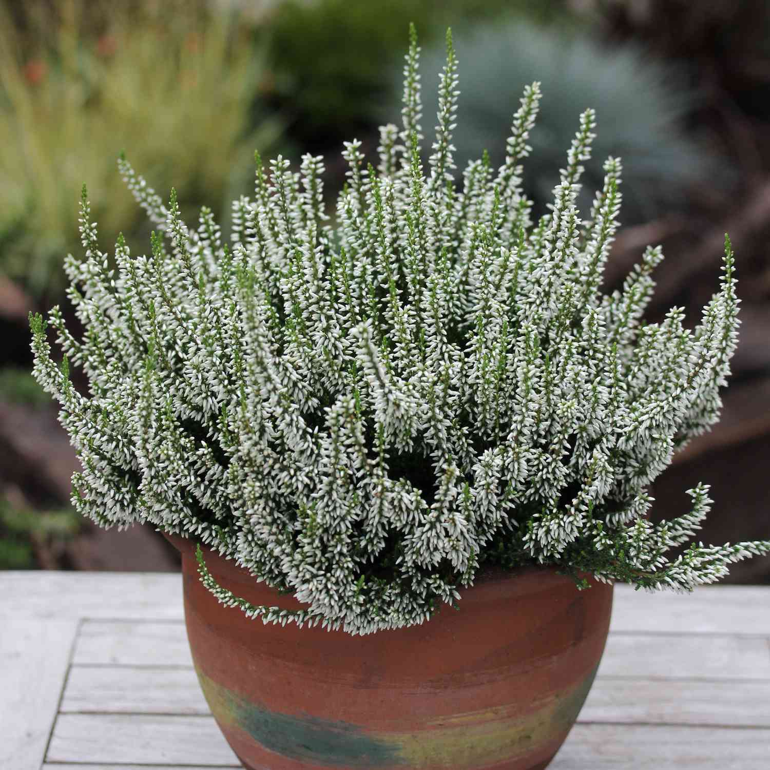 Sommerheide 'Madonna' (GardenGirls®) - Knospenblüher