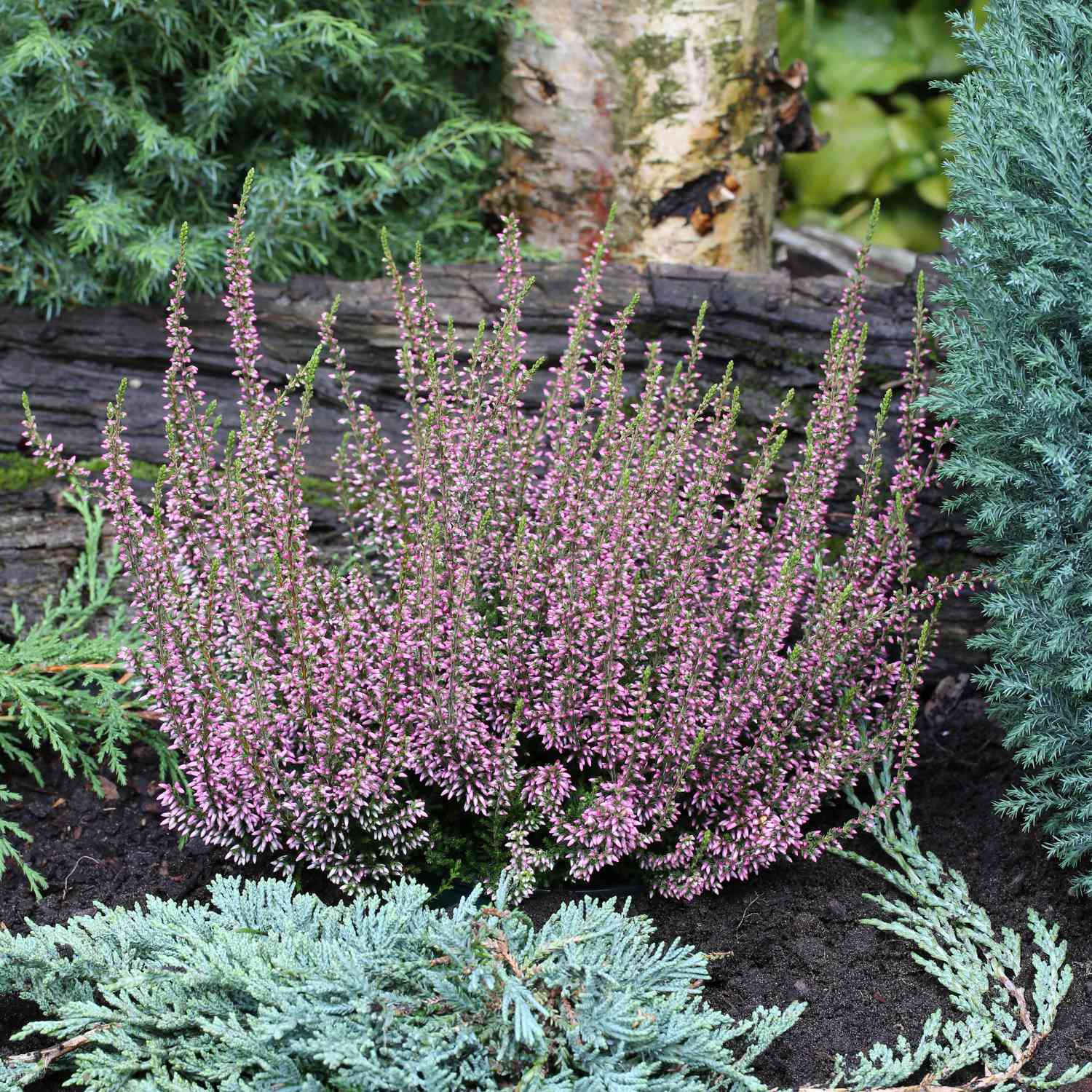 Winterharte Knospenheide 'Rosita' (Garden Girls®) Winterharte Knospenheide 'Rosita' (Garden Girls®)