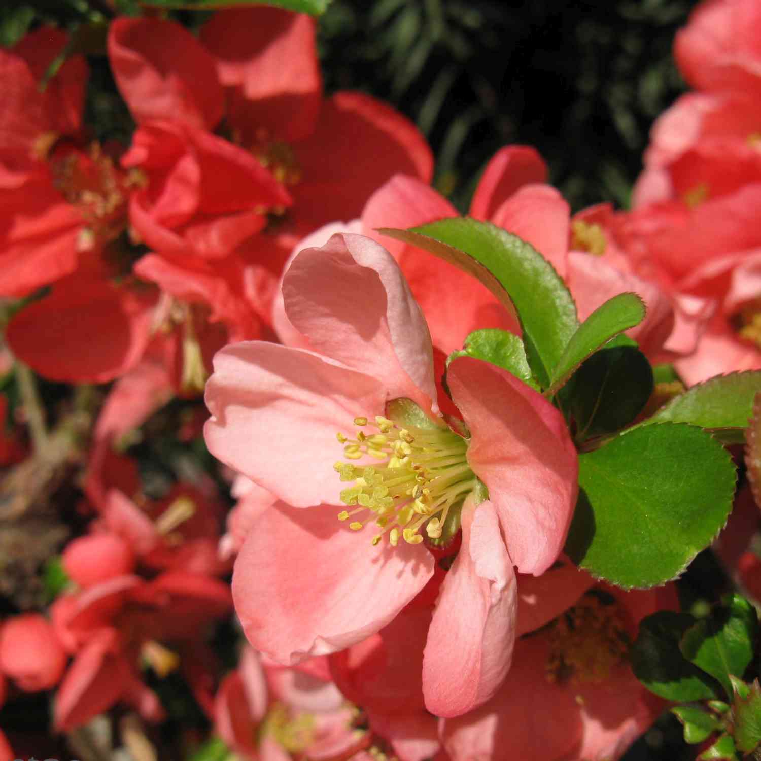 Zierquitte 'Crimson and Gold' Liefergröße: 40 - 60 cm, gestäbt