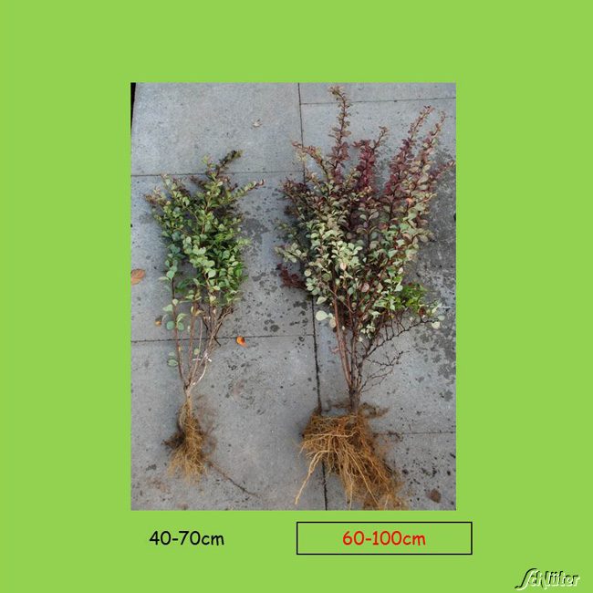 Blutberberitze 'Atropurpurea' Wurzelnackte Pflanze, 60-100 cm Liefergröße: 60-100 cm