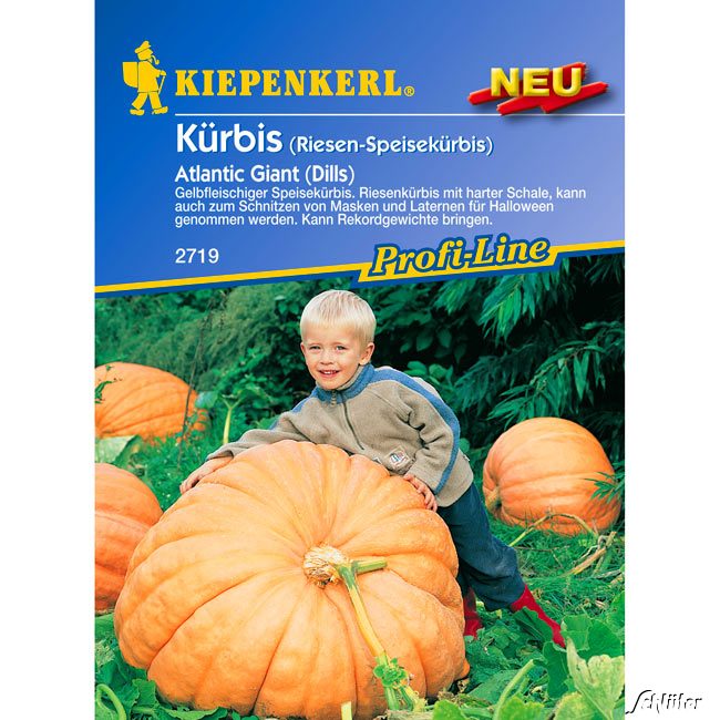 Riesen-Kürbis 'Atlantic Giant (Dills)' Lieferform: Portionssaatgut