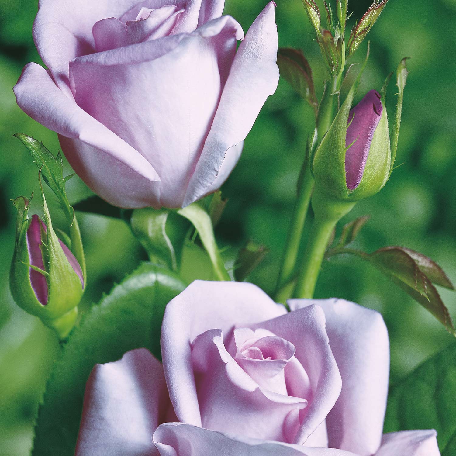 Edelrose 'Mainzer Fastnacht®' Duftrose 6 Liter Container Liefergröße: min. 3 starke Triebe