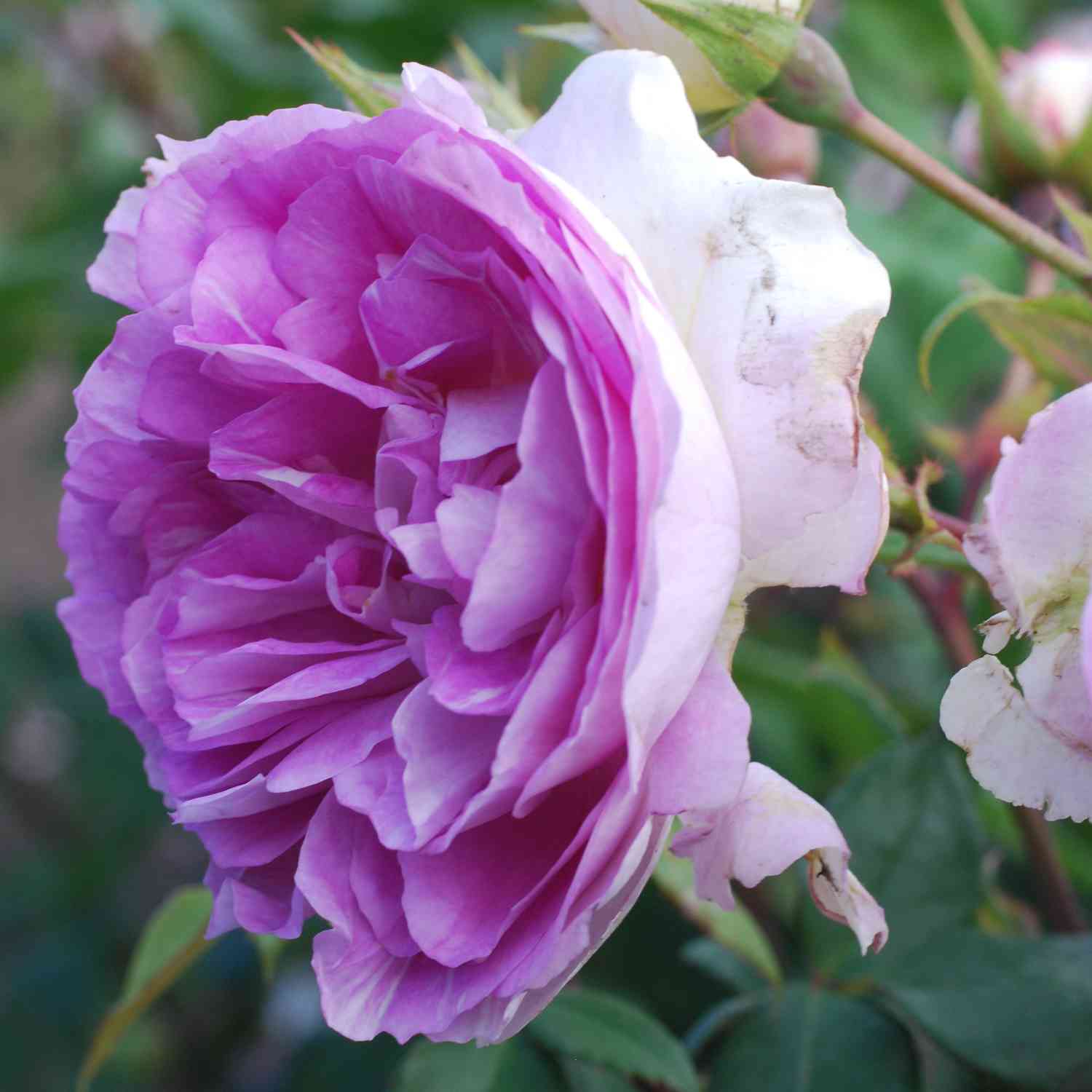 Strauchrose 'Saphir'